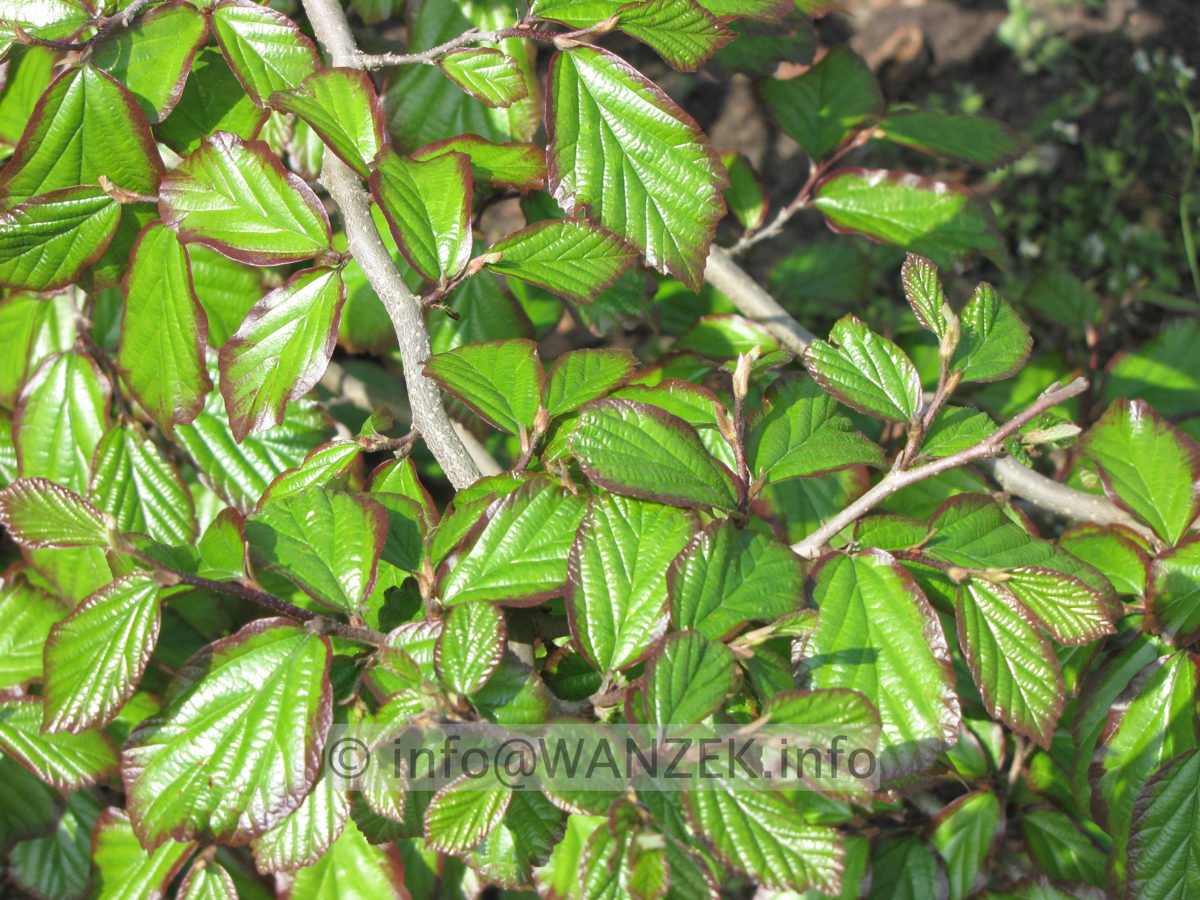 Parrotia persica 01 Blatt im Austrieb.JPG